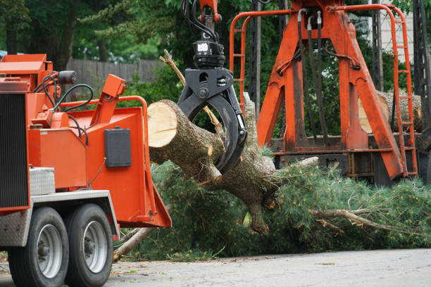 Best Emergency Storm Tree Removal  in USA